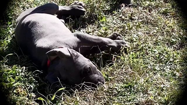 CUTE PUPPY Weim PLAYS in the SUN!! My blue WEIMARANER enjoys the sunshine!!! BALOO the WEIM смотреть онлайн