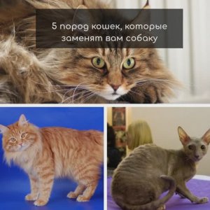 5 пород кошек, про которых можно сказать КОТОПЁС