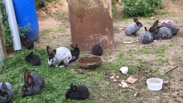 Преимущества содержания и размножения кроликов на свободном выгуле без нашего вмешательства. смотреть онлайн