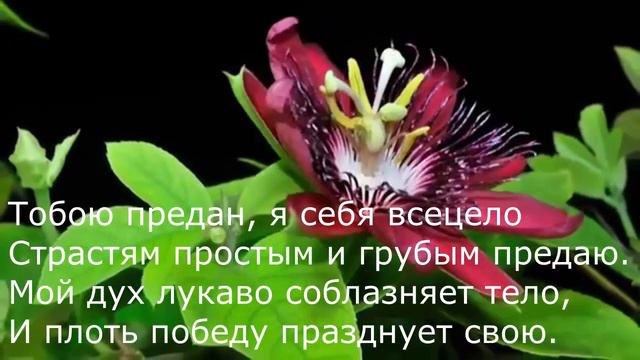 Уильям Шекспир - Как и любовь (Сонет 151) смотреть онлайн