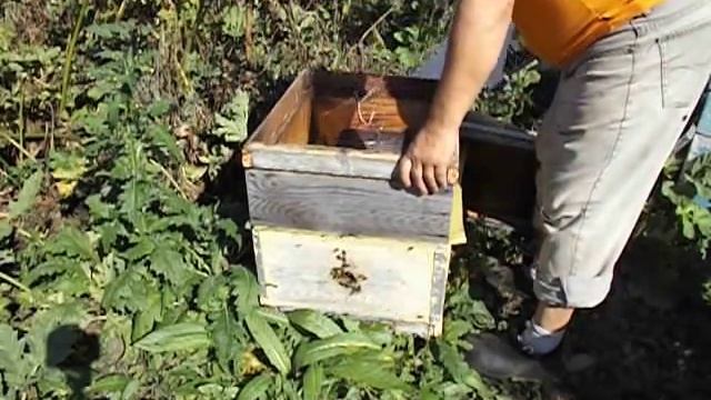 поздний закорм пчел в зиму, и сила пчелиной семьи в ноябре смотреть онлайн