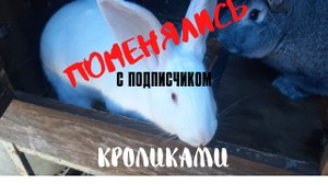 Меняемся кроликами с подписчиком. Ждем потомство.