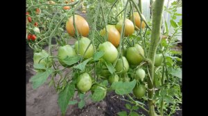 Томаты. Обзор кистевых супер урожайных сортов томатов в кисти 20 и более вкуснейших плодов