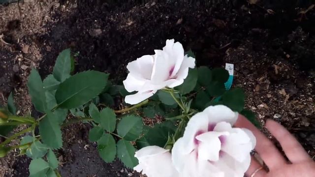 Роза Айс фо Ю первогодочка ????♥️ смотреть онлайн