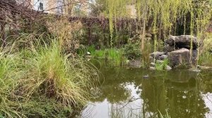 Малая белая цапля в центре Сочи