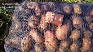 Компания Картофель-Урал. 89122201326 - опт. Картофель от производителя из Свердловской области.