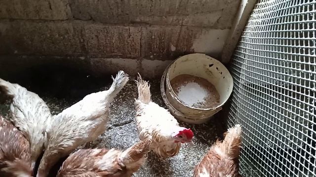Мешанка на кишках для хорошей яйценоскости кур. Кормление кур несушек в домашних условиях.