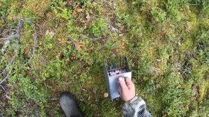 Грибная разведка и ягодная эпопея