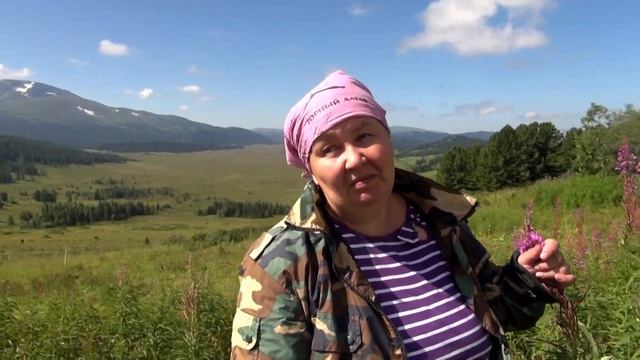 АВГУСТ - ПЕРИОД ЦВЕТЕНИЯ ТРАВ в АЛТАЙСКОМ ВЫСОКОГОРЬЕ || Видеосюжет  Ефименко Н.Ю.