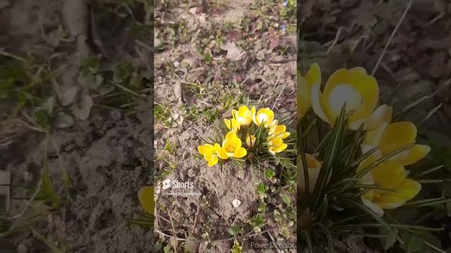 природа просыпается от зимней спячки//ужин//(1 год назад)