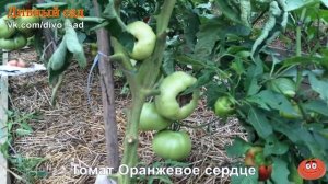 Томат Оранжевое Сердце