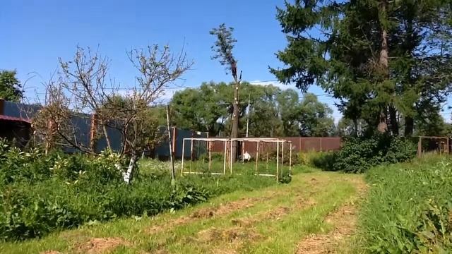 Спилил гнилую липу. смотреть онлайн