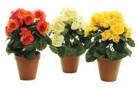 Как ухаживать за бегонией.