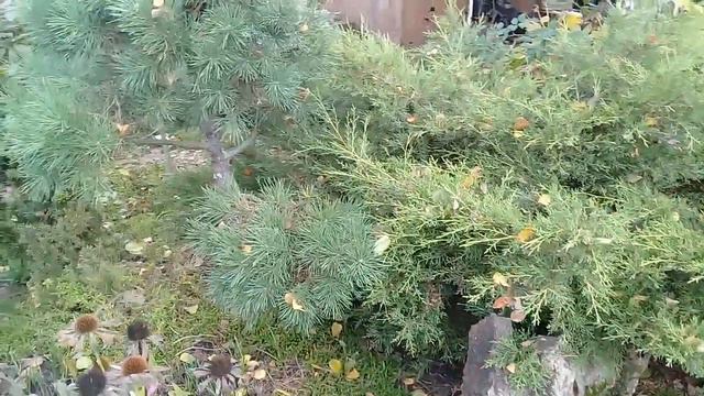 хвойный сад Гончаровых.Осень смотреть онлайн