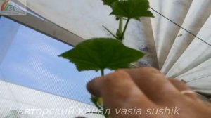 Формирование плетей огурцов в теплице.Нужно ли прищипывать огурцы в теплице.Как прищипывать огурцы