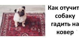 Как отучить собаку гадить на ковер
