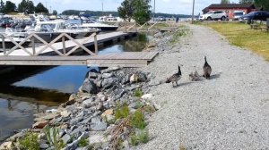 Barnacle geese chicks follow their parents