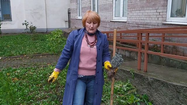 КРЫМСКАЯ ЛАВАНДА