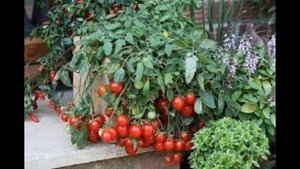 Обзор сорта помидора томата "Дюймовочка" (характеристики, свойства, фото)