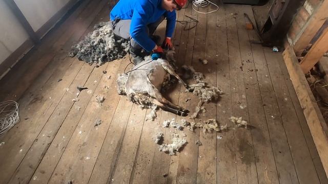 Стрижка овцы электрической машинкой, романовская порода!!! смотреть онлайн