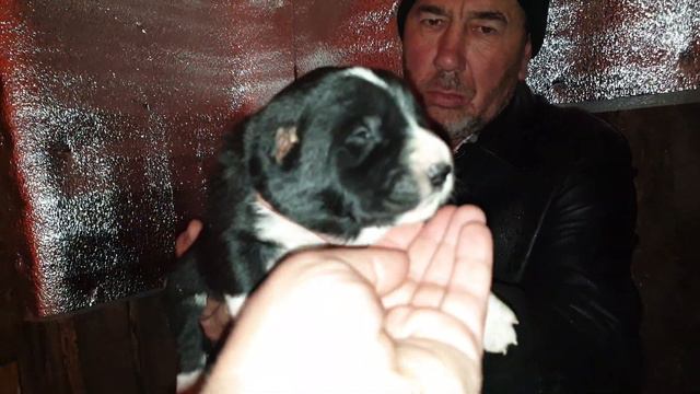 девочка сао из питомника АЗ Марал продажа смотреть онлайн