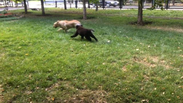 Ньюфаундленд Бонни и Ротвейлер Яни