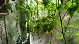 Универсальный коктейль для рассады