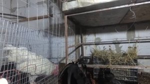 Самые красивые куры что я видел.Карликовый Кохинхин или Бентамки?!