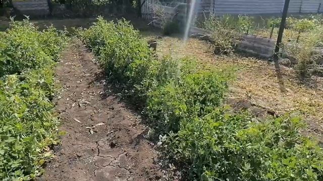 Зелёный ГОРОШЕК ,вкуснятина на нашем столе ! смотреть онлайн