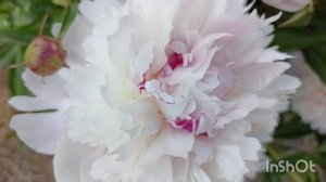 Цветение пионов 2023. Часть 3.#peony #пионы #цветоводство