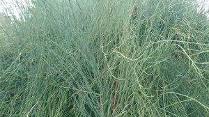 Хвойник американский (дат. Ledris andiana, лат. Ephedra americana). Ботанический сад Орхус 18 сентяб