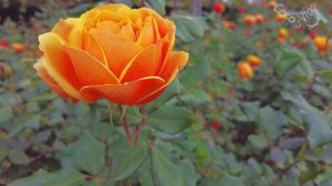 Pride of Cheshire Hybrid Tea Rose, Queen Mary's Rose Garden, London