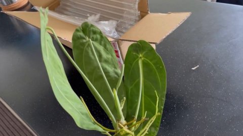 Unboxing - Anthurium Warocqueanum Dark Form