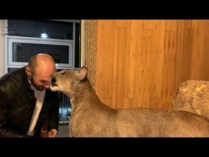Папа пришел! Месси встречает папу. Daddy's here! Messi meet the daddy