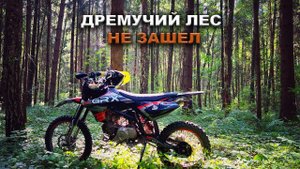 В дремучий лес на питбайке