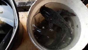 Как вырастить клариевых сомов в пруду и карпа. Итого выращивания за лето