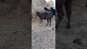 выход мяса с быка герефорда и черно-пёстрого,мои выводы