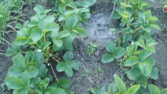 К чему привела неправильная подкормка клубники. Дрожжи универсальное супер удобрение для клубники смотреть онлайн