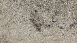 Муравьиный лев и его жертвы. ( Myrmeleontidae )