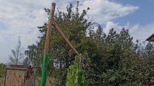 На плодовых деревьях появилась парша. Чем бороться с этим заболеванием