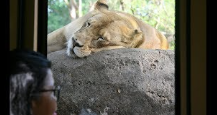 Зоопарк 9 мая новосибирск. Зоопарк Бали. Bali Safari and Marine Park. Зоопарк нельзя на роликах.