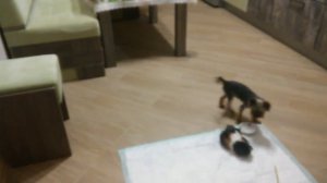 Морская свинка и йорк