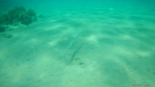 Египет. Хургада. Подводный мир Красного моря. 2017 г. смотреть онлайн