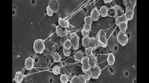 Архебактерии