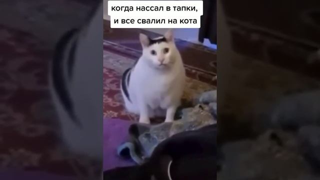 когда нассал в тапки и свалил все на кота