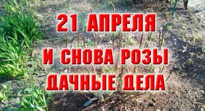 21 апреля. Пролила розы Янтарином, подняла плетистую розу, уборка продолжается