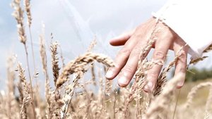 "Плевелы" Наглядные уроки Христа. Елена Уайт.
