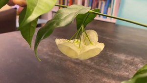 Цветение хойи Дануменсис ( Danumensis UT 174)