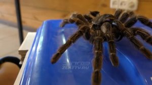 Победи свой страх: пауки