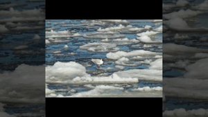 《ТАЛАЯ ВОДА》СЕРГЕЙ ЗАХАРОВ.бвв